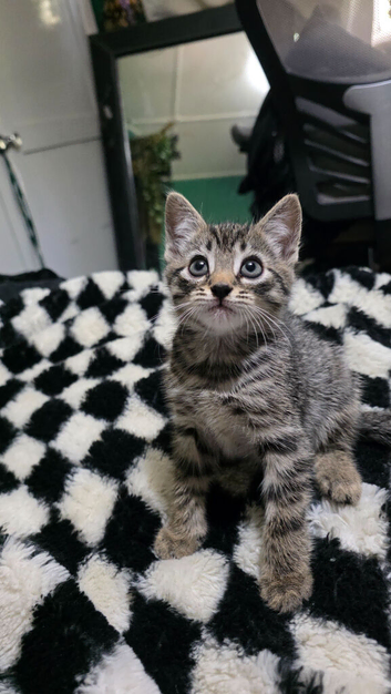 Five kittens for sale 2 boys 3 girls