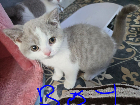 Still available British shorthair kittens 1 boy ready now
