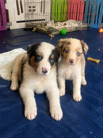 Last collie left happy to reduce for right hime