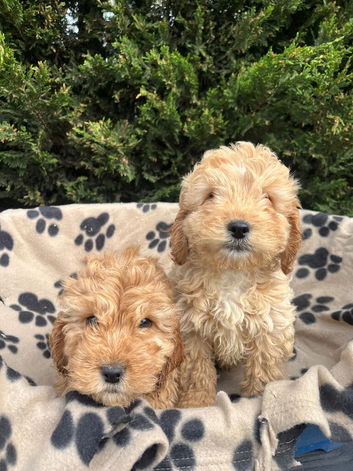 1 beautiful apricot f1 cockapoo boy available