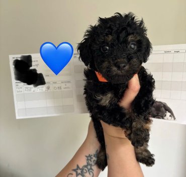 Toy cockapoo puppies