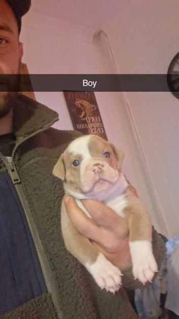 Olde tyme bulldog puppies