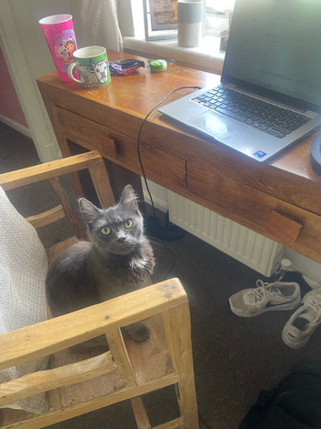 2 year old female for sale