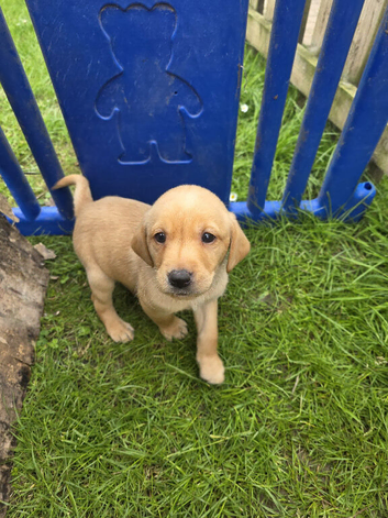 Fox red labrador puppys