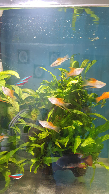 30 Swordtails young/fry