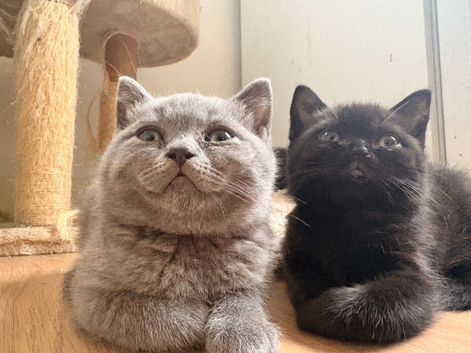 4 male kittens