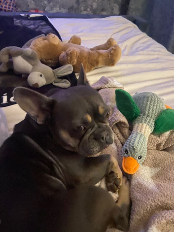 Blue and tan Frenchie