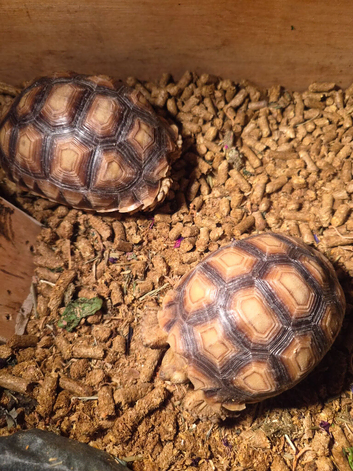 1year old sulcatas