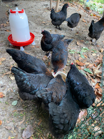 Burford Brown hybrid pullets