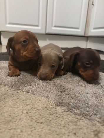 Puppy&rsquo;s