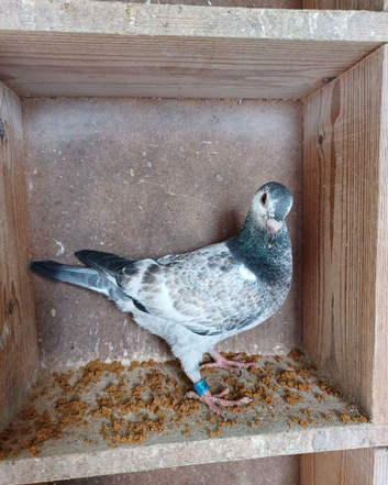 SSTC-Racing pigeon youngsters available, 2026 bred