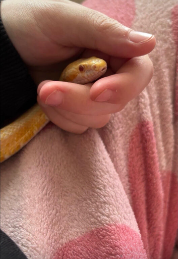 Two beautiful corn snakes for sale