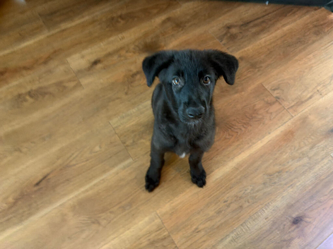 Female German shepherd