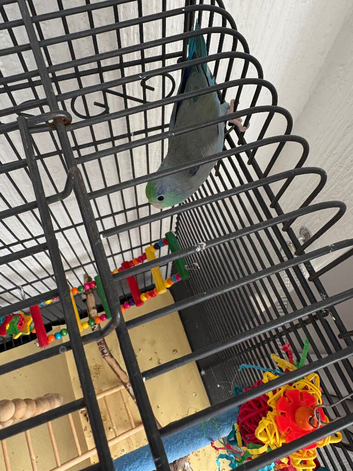 For sale beautiful baby parrolet and extra s