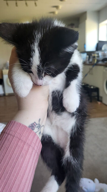 3 boys kittens for sale
