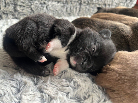 Beautiful Pomchi Puppies (Pomeranian x Chihuahua)