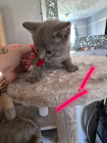 British Shorthair x Domestic Shorthair