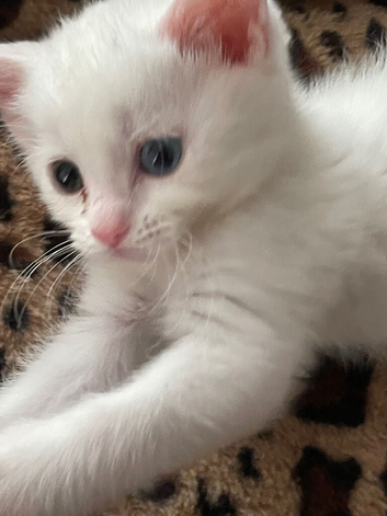 Kitten white