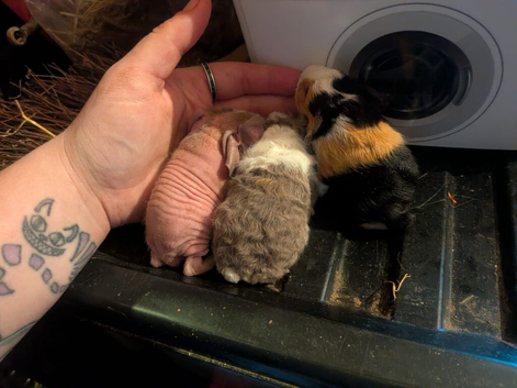 Skinny pig males and skinny carrier males