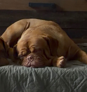 KC Dogue de Bordeaux girl looking for loving home