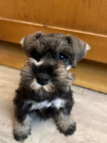 Schnauzer mini puppy s 2.