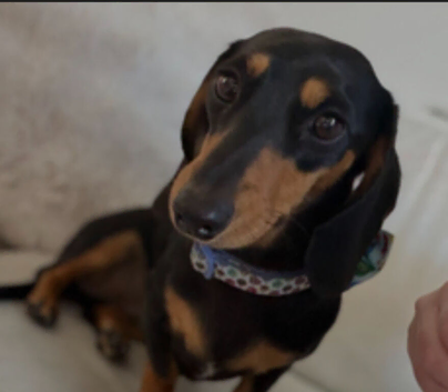 Dachshund ready for new home