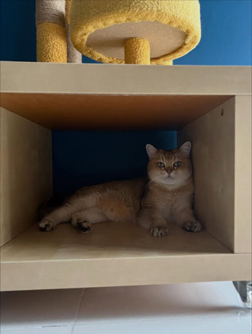 1 Year Old Golden BSH Boy