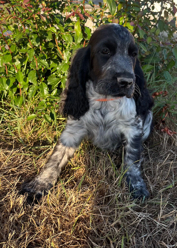 Show type cocker spaniel puppies