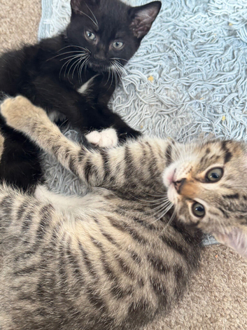Reduced price cross bengals