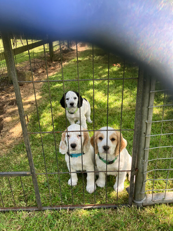 Cocker Spaniel pups, KC registered DNA clear