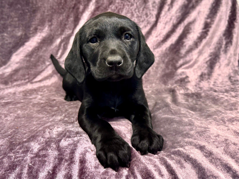 Ready Now! Super RKC black lab bitches
