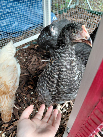 4 chickens