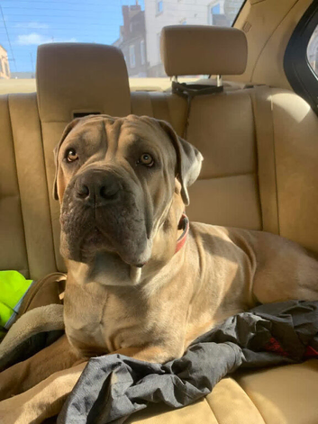 FOR STUD  tri coloured cane corso for stud&hellip;