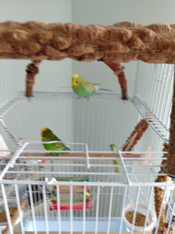 Looking for a young budgerigar near me