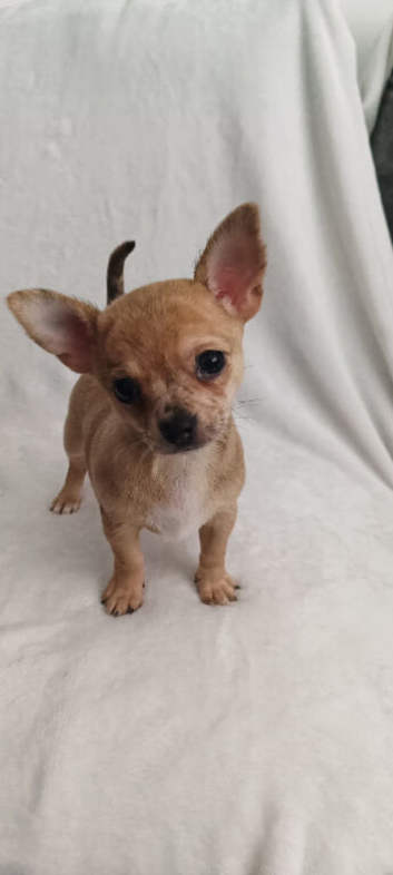 X3 Chihuahua puppies for dale