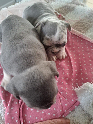 French bulldog