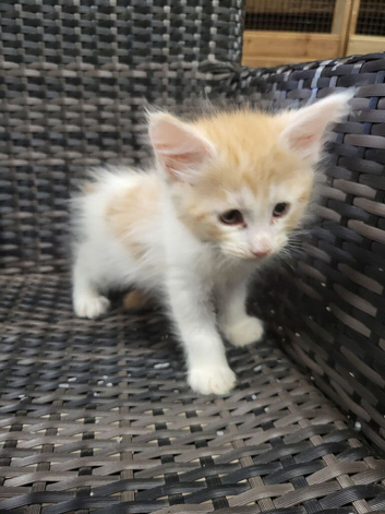 Female maine coon