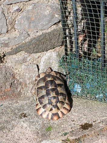 Tortoise