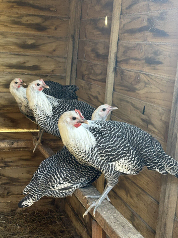 Silver Campine POL female chickens - white egg layers