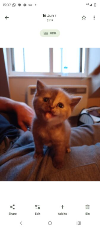 Chimera female kitten