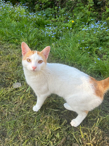 Cat free to a good home