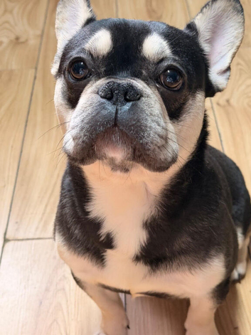 Male frenchie