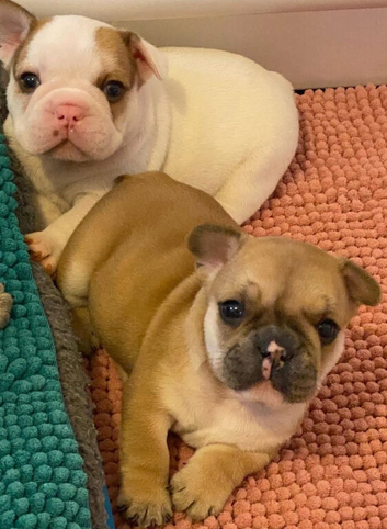 PURE family raised French bulldog puppies