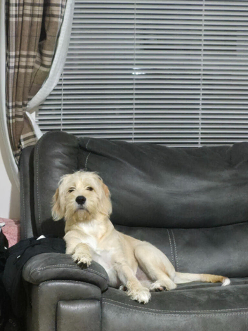 Labrador x Cavachon Seeking Loving Forever Home