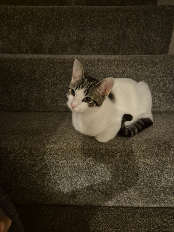 Kitten for re homing