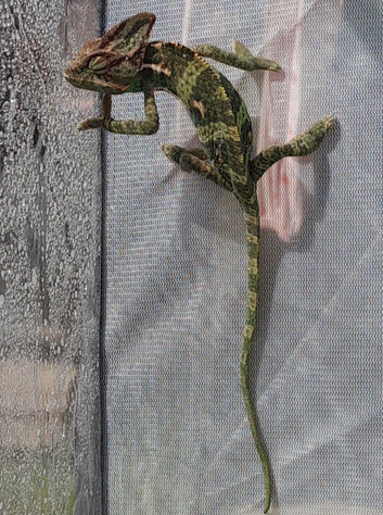 Baby chameleons