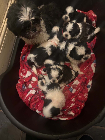Beautiful shihtzus for sale