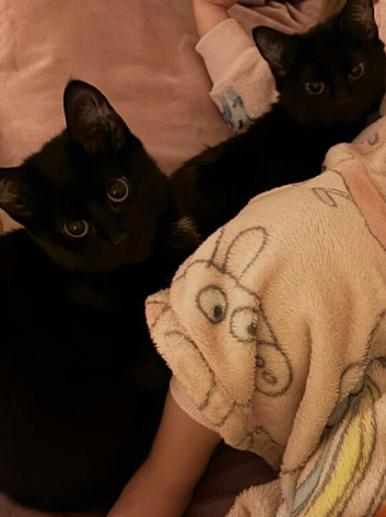 2 kittens for rehoming