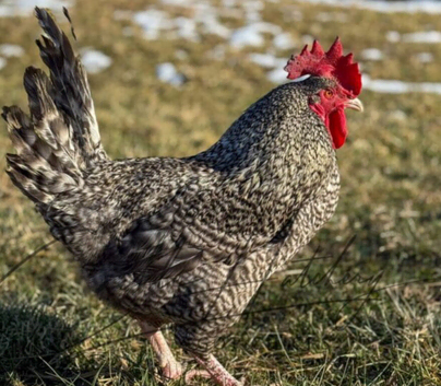 Cuckoo Maran Rooster