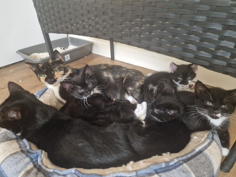 4 kittens